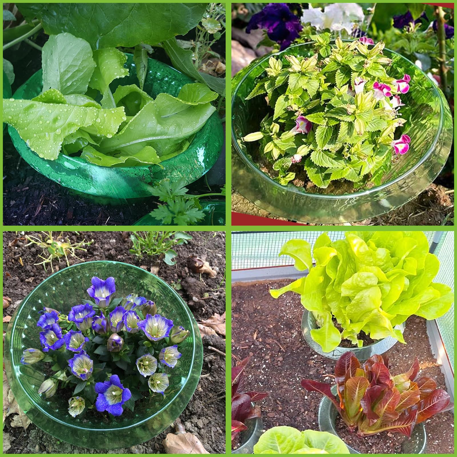 Schneckenkragen, 24 Stück Schneckenschutzringe, Effektiver Schneckenschutz für Salat und Kohl, Schneckenkragen aus Robustem Kunststoff, Wiederwendbare Schneckenabwehr für Gartenpflanzen