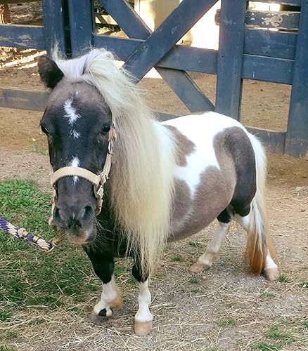 Miniatura 7 de Animales de peluche Rosie - Juguete de peluche de conejillo de indias de 10 pulgadas - Basado en mascotas adoptadas de la vida real - Beneficiando