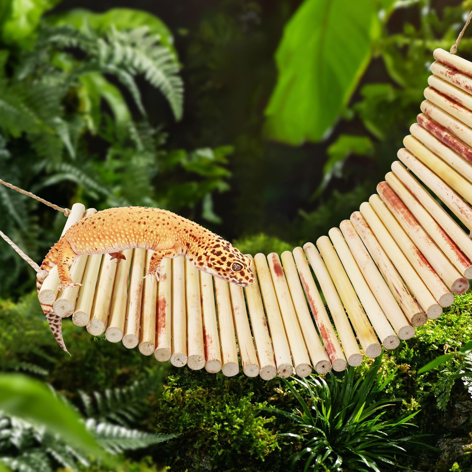 Neeenn Lizard Climbing Toys, Natural Material Reptile Ladder Bridge Toys, Reptile Tank Accessories, Suitable for Lizard Bearded Dragon Hermit Crab Bird Parrot Snake 29.3 x 6 Inches