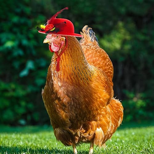 Miniatura 9 de 6 sombreros de pollo para gallinas, ropa de pollo, disfraces para pollos, sombreros para pollos, disfraz de dragón barbudo, sombreros pequeños