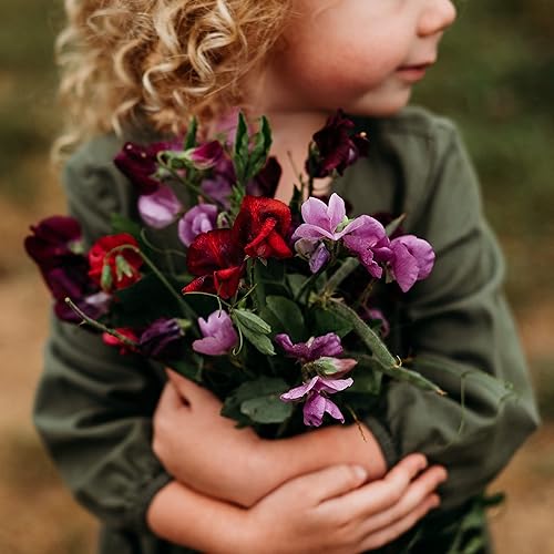 Bijou Sweet Pea Mix - 50 semillas - Variedad de reliquia y polinizada abierta, mezcla fragante y colorida, semillas de flores sin OMG para plantar