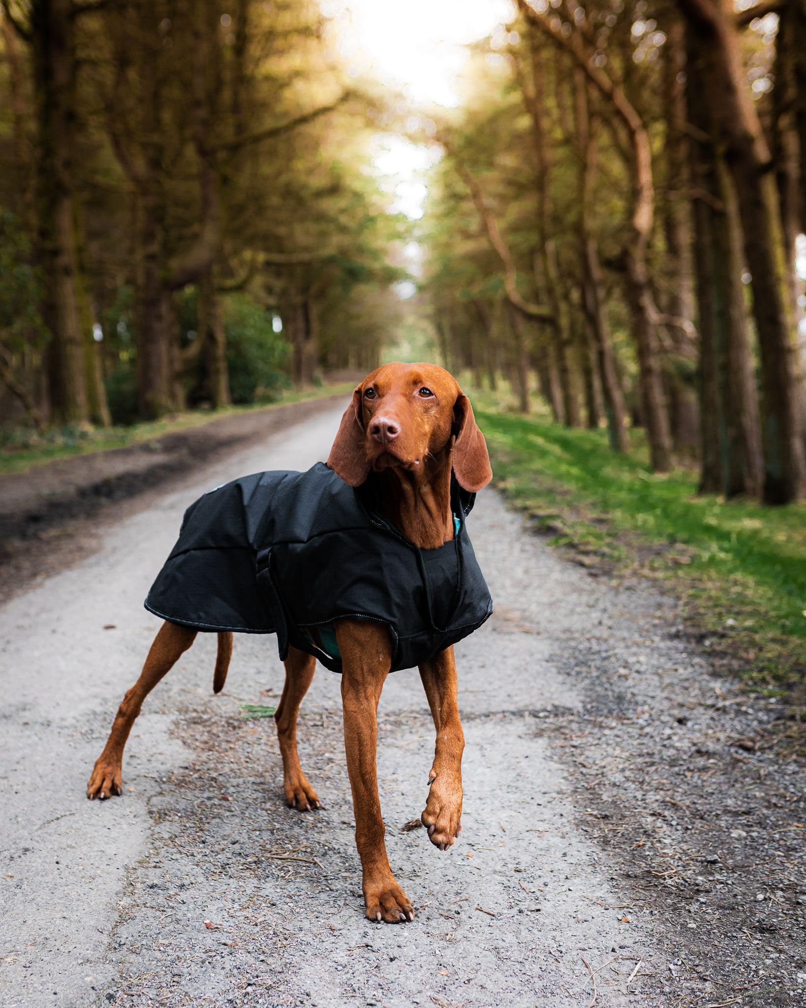 Danish Design Arnés Negro 2 en 1, Resistente a la Lluvia, Resistente al Viento, Lavable a máquina, Abrigo para Perro/Cachorro, 22 Pulgadas, 55 cm