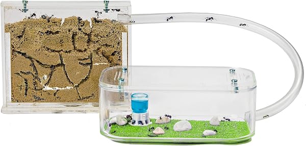 AntHouse - Formicaio Naturale di Sabbia | Kit Base (Sandwich + Cassa di Foraggiamento) | Formiche Incluse - 1
