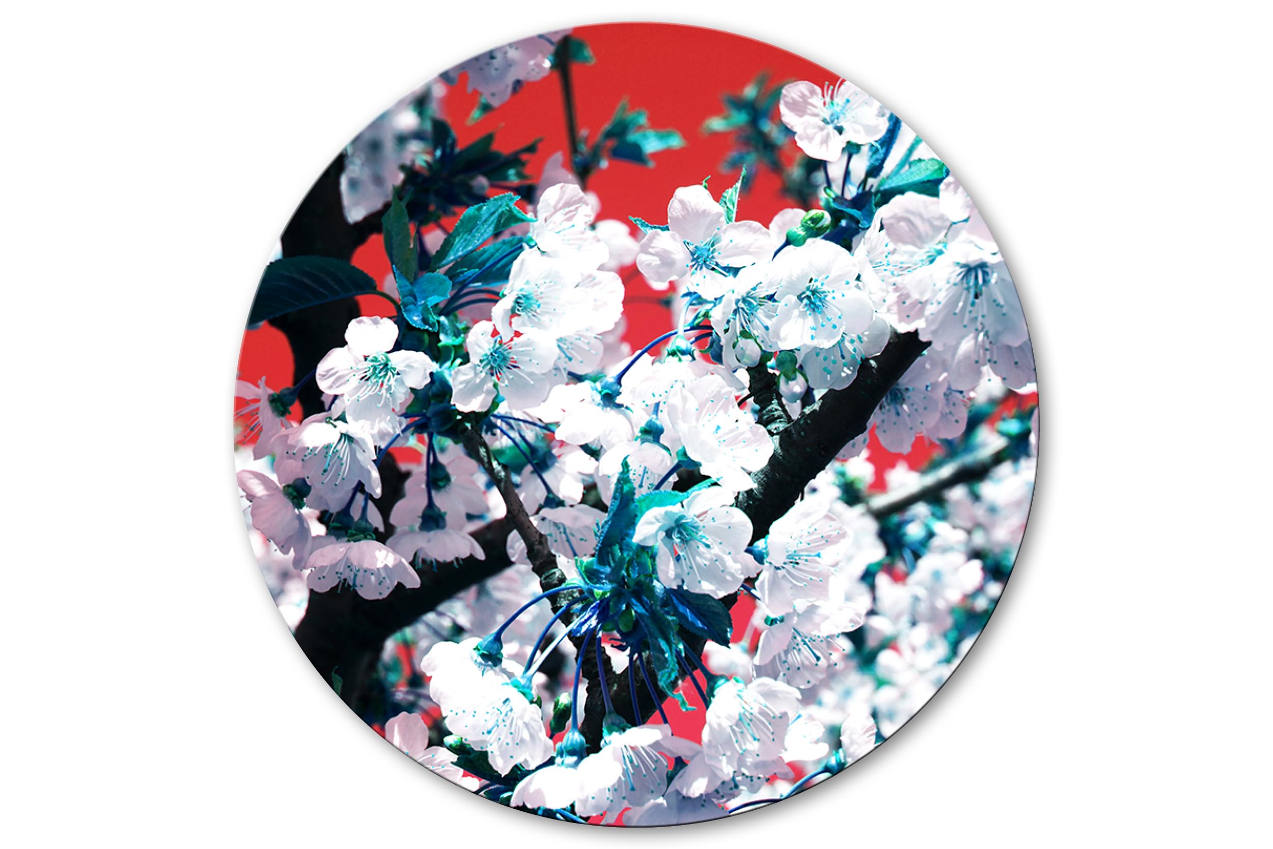 Glücksvilla - Fiore di ciliegio 1 - (vetro acrilico 5 mm, Ø 150 cm) | varie misure - quadro murale rotondo - giardino fiori fioritura pianta natura botanica albero ramo mela