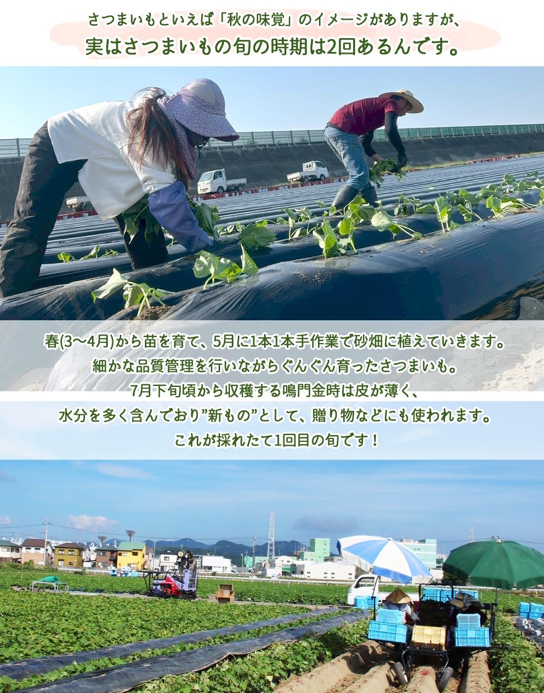 Amazon.co.jp: 土佐の旨味市場 さつま芋 鳴門金時 秀品 土付き 徳島県