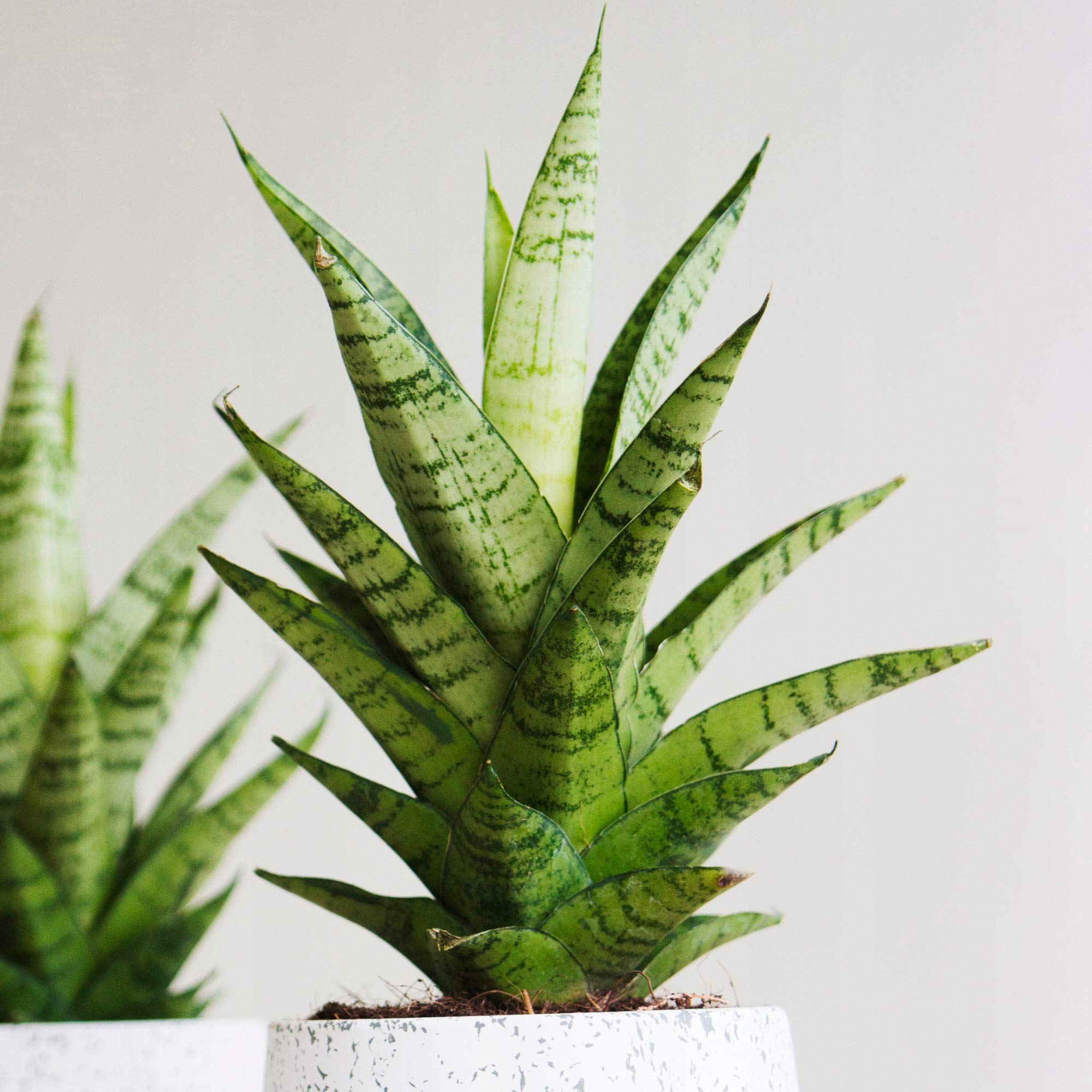 Evergreen Sansevieria Tough Lady | Potted Houseplant for Sale (30-40cm Incl Pot)