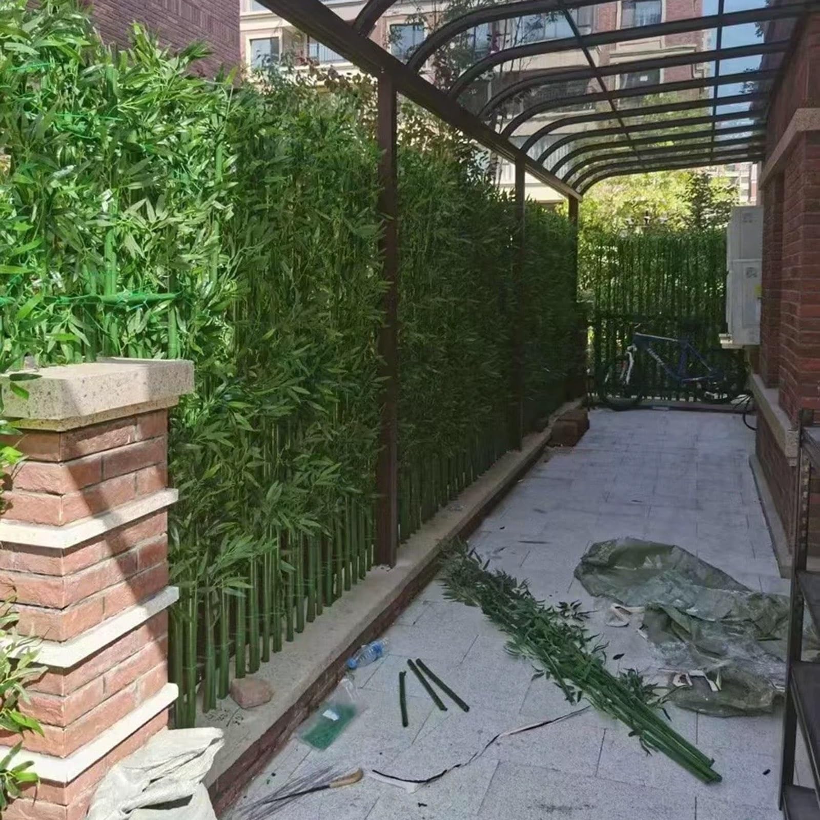 bambus kaufen darmstadt Wuchernder Schwarzer Bambus kaufen | Phyllostachys nigra main image 1