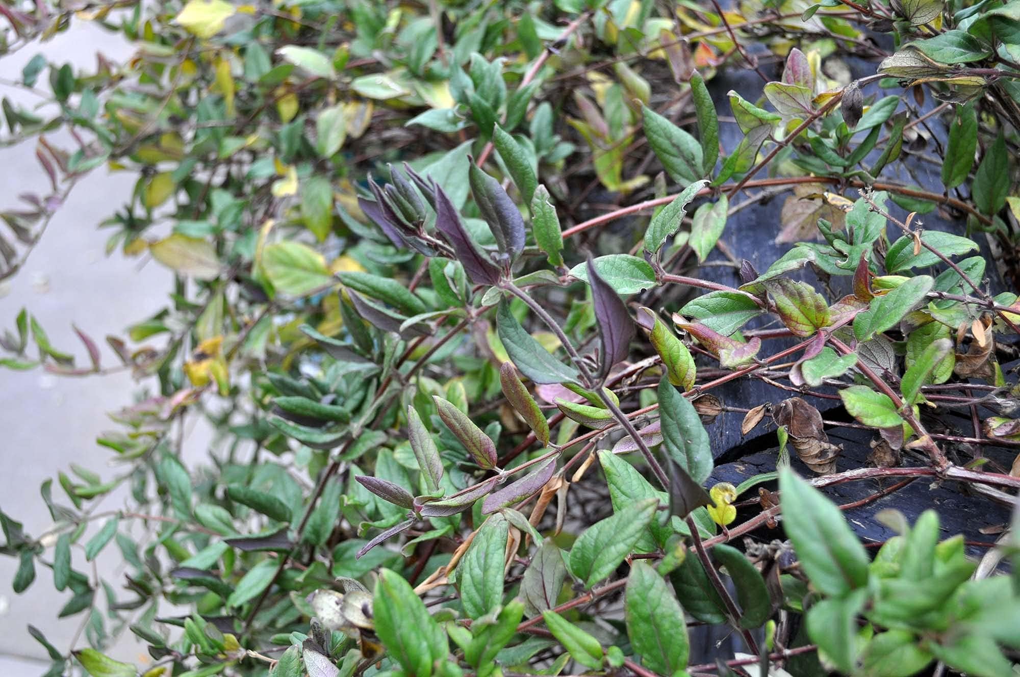 Purple-Leaf Japanese Honeysuckle Perennial- Lonicera Japonica purpurea- 2.5" Pot