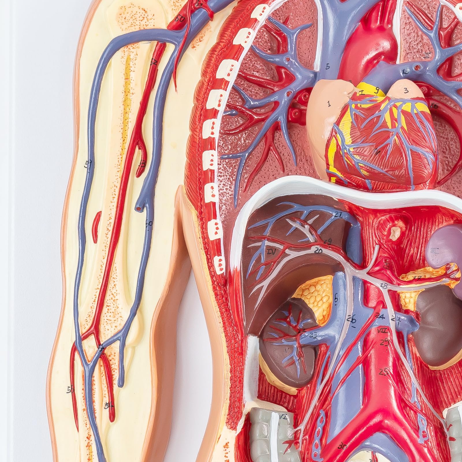Menschliches Anatomie-Kreislaufsystemmodell, 1:2 Halb-Lebensgröße
