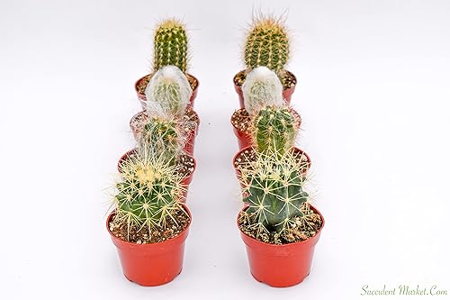 Miniatura 2 de Cactus Plants Live - Plantas de cactus grandes surtidas de 4 pulgadas - Plantas de cactus en maceta totalmente enraizadas - Juego de plantas de