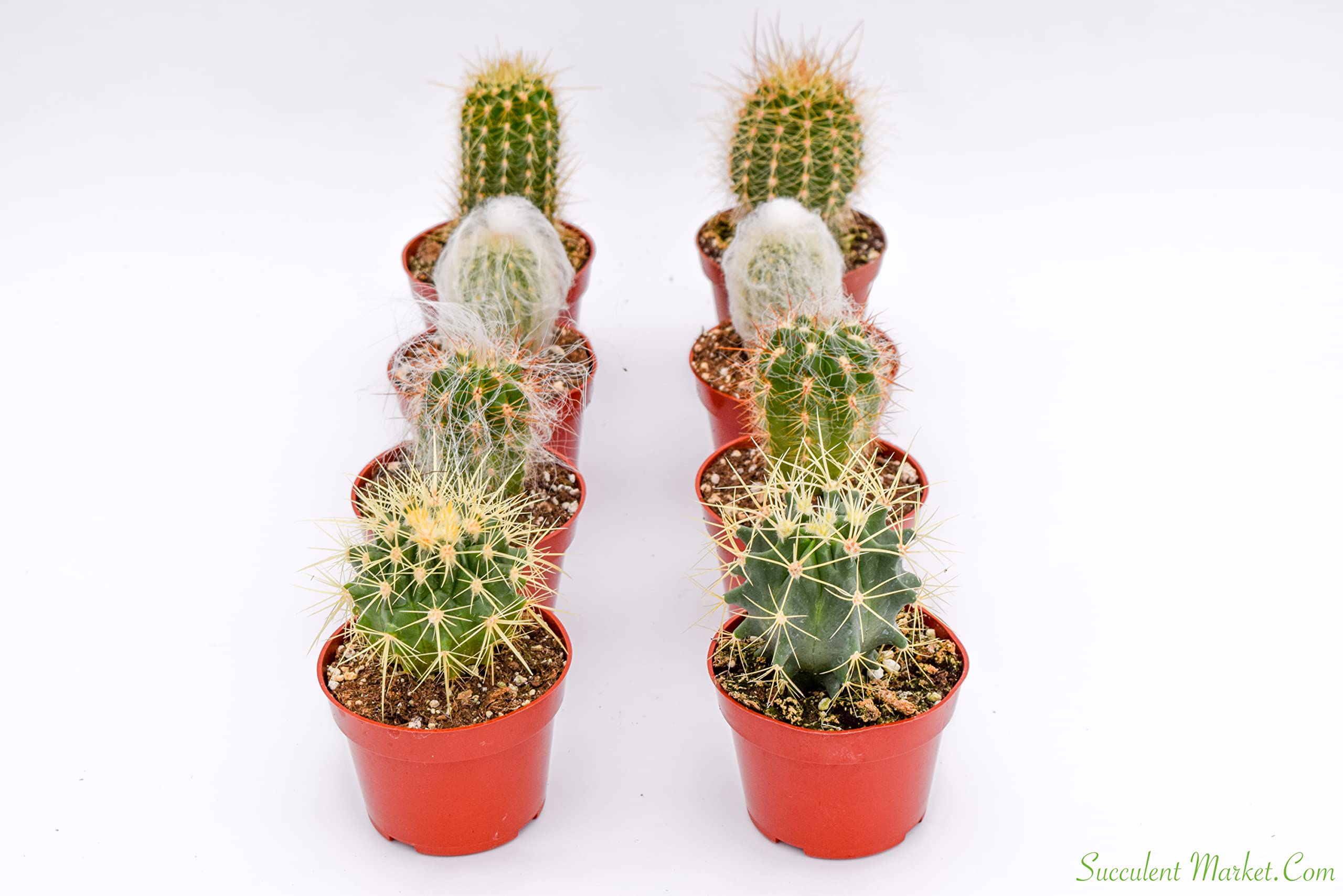 Stenocereus Beneckei En El Jardín De Foto De Stock 2317974577
