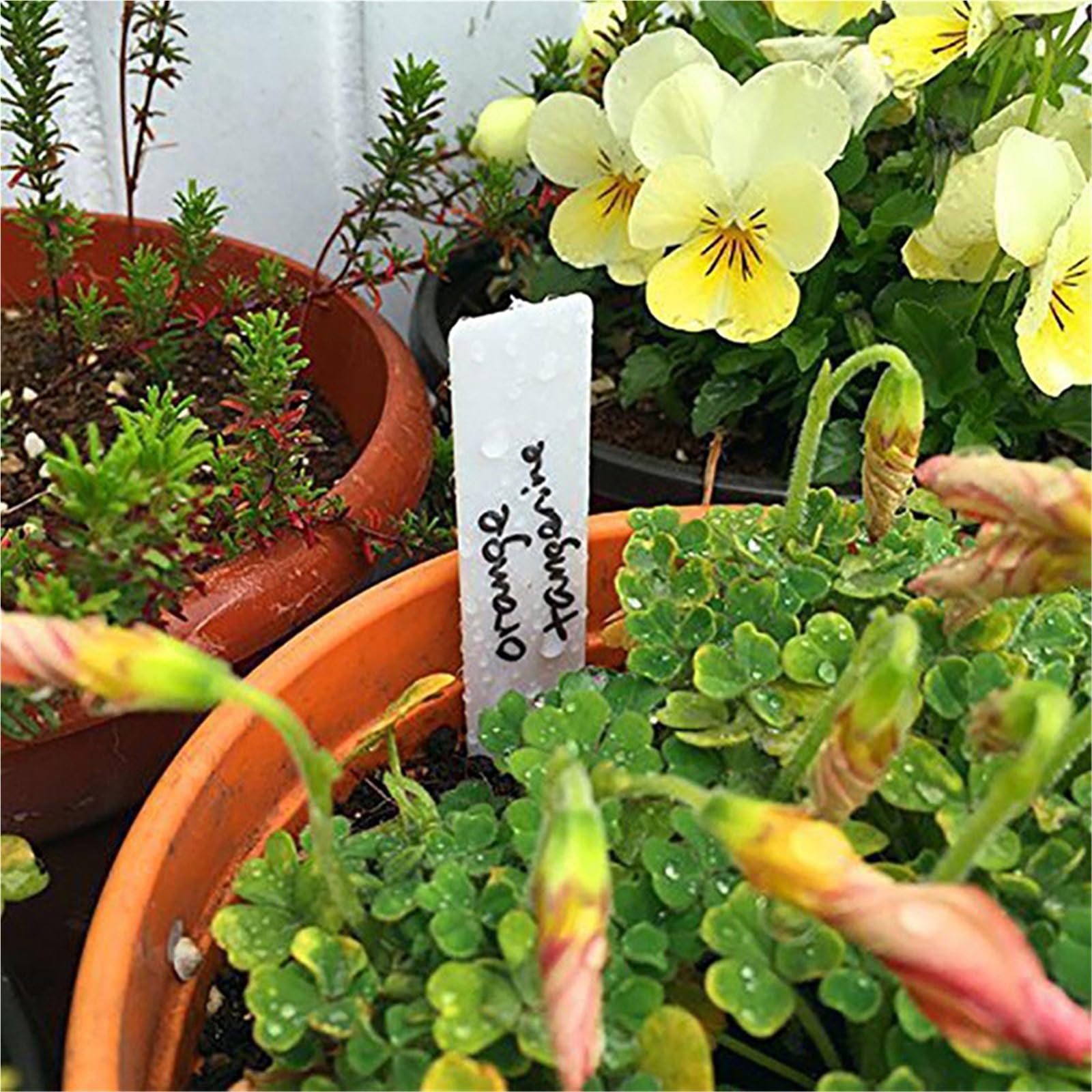 150 wodoodpornych plastikowych etykiet na rośliny | Wielokolorowy pakiet 150 znaczników szkółkarskich o wymiarach 10 x 2 cm do doniczek i łóżek ogrodowych(Yellow)