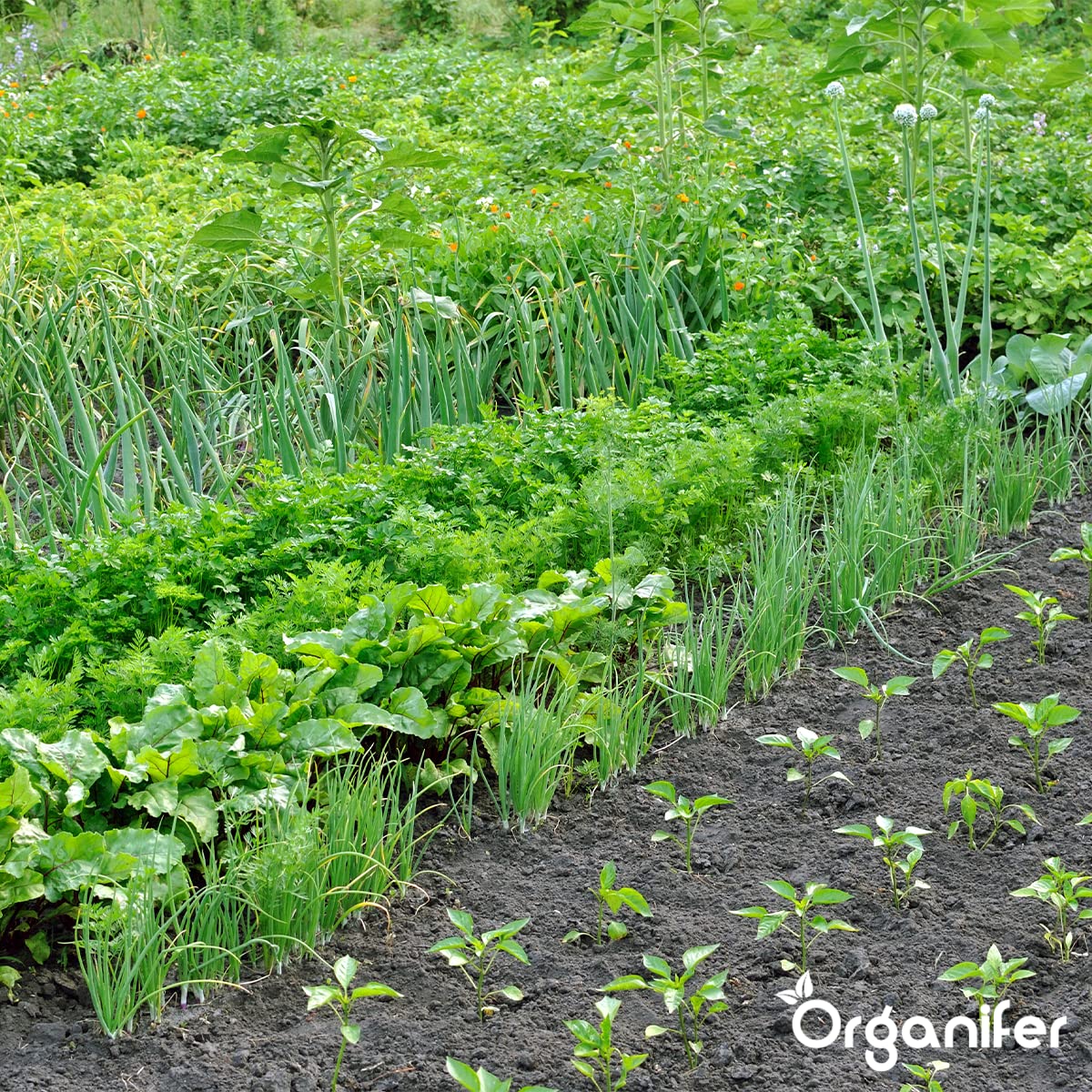Paquetes De Semillas De Hortalizas | Semillas De Huerta - Semillas De Hortalizas - Semillas De Espinacas - Semillas De Berros - Semillas De Lechuga - Organifer