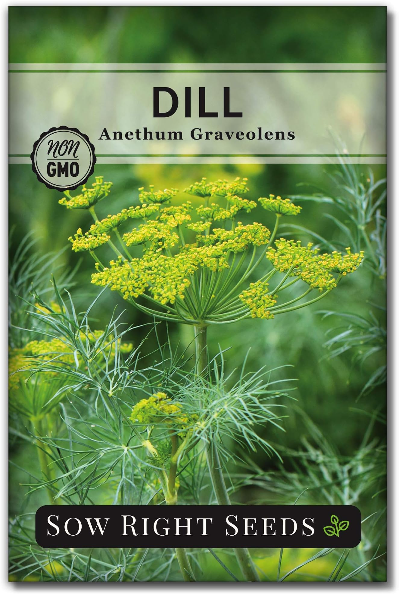 Sow Right Seeds - Dill Seed for Planting - Non-GMO Heirloom Packet with Instructions to Plant and Grow Herb Garden - Indoors or Outdoors - Homemade Dill Pickles - Wonderful Companion Plant (1)