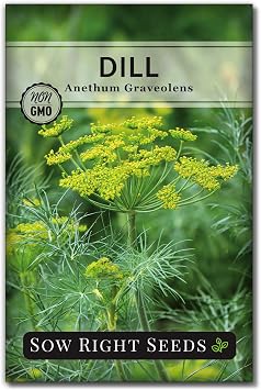 Sow Right Seeds - Bouquet Dill Seeds for Planting Non-GMO Heirloom Herbs | Plant fresh dill seeds for pickling in outdoor or indoor gardens. Grow annual variety for home kitchen hydroponic gardening.