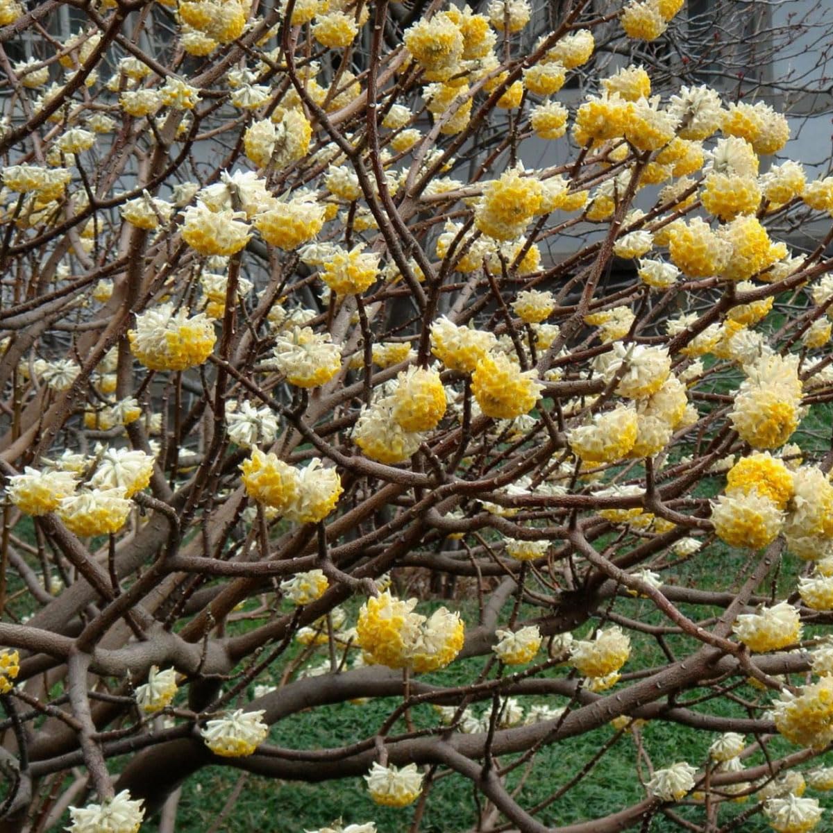 Edgeworthia chrysantha - Paper Bush - Plant in 2 L Pot