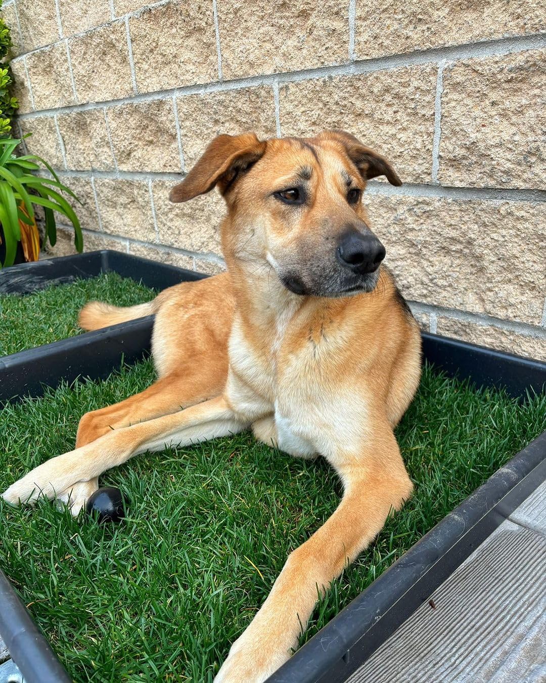 Empapador Ecológico para Perros, Alfombrilla de Césped Natural, Inodoro, Reutilizable, Caja Impermeable, Pack XXL (80cm x 80cm)