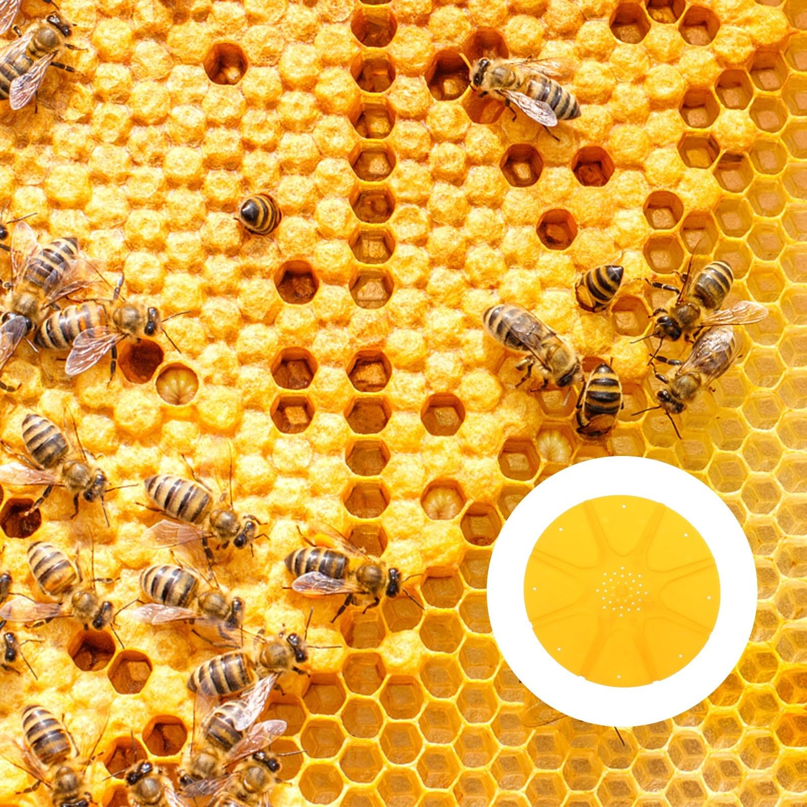 Bienenflucht Scheiben 5 Stück Kunststoff 8 Wege für Imkereiausrüstung Bienenstock Honigernte und Bienentransfer