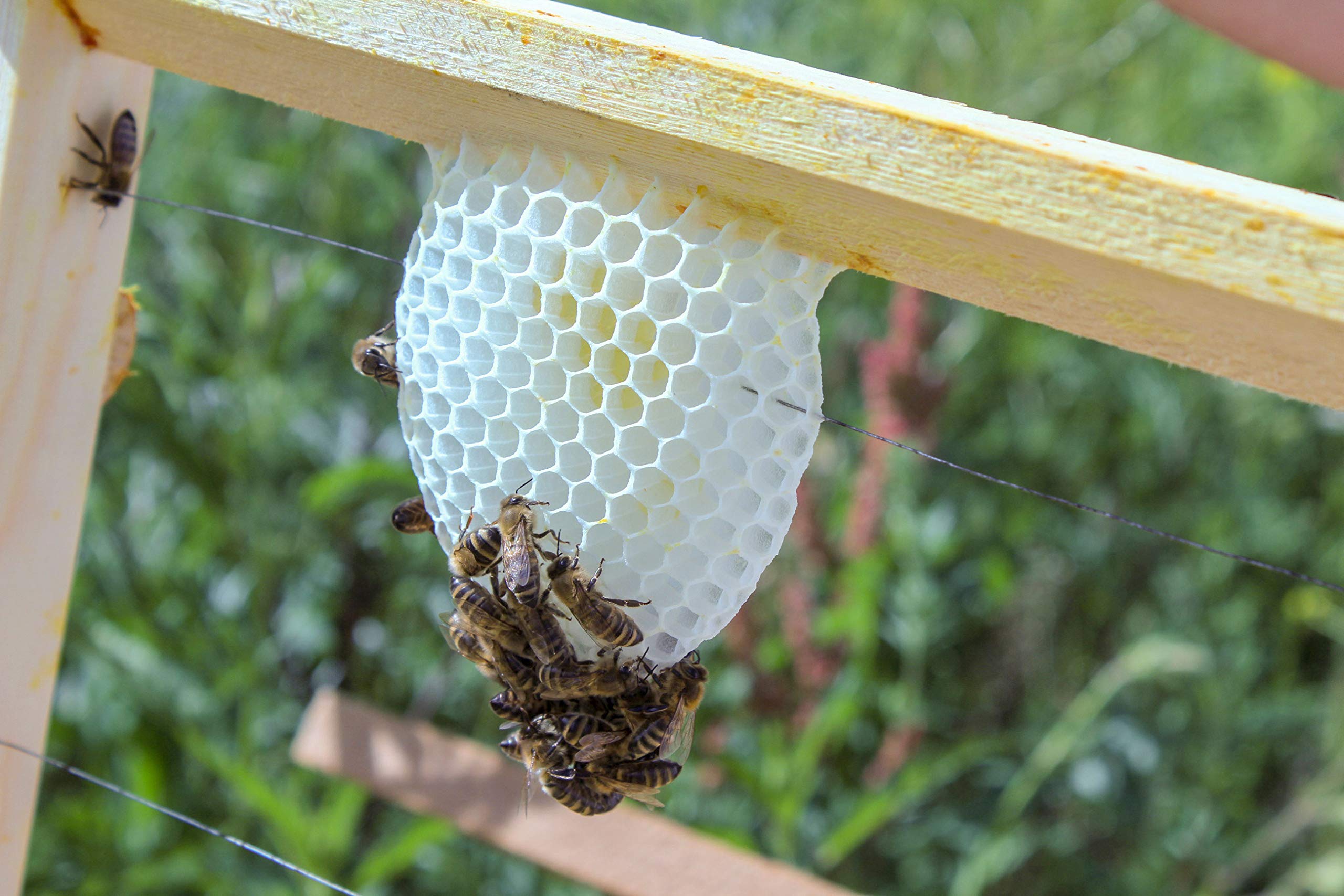 LUXUS-INSEKTENHOTELS Einraumbeute Massivholz Hobby-Imkerei - Honig-Bienen halten - Wesensgemäße Bienenhaltung für die eigene Honigernte - Imkerzubehör - 87 x 55 x 99 cm - Braun