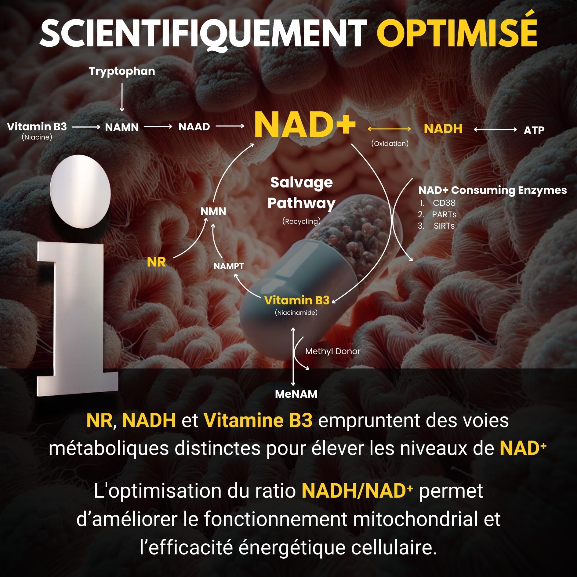 NAD+ ✗ NR + NADH + Vitamin B3 ✗ Nicotinamide Riboside Chloride ✗Anti-Âge ✗ Energie ✗ Action synergétique rapide et prolongée ✗ Gélule végétale et gastro resistante ✗ Fabriqué en France