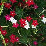 Mixed Cypress Vine Seeds - 100 Pcs Annual Flower Seeds with Nectar-Rich, Star-Shaped Flowers & Feathery, Fern-Like Leaves for Fences, Trellises, Pergolas & Vertical Gardens