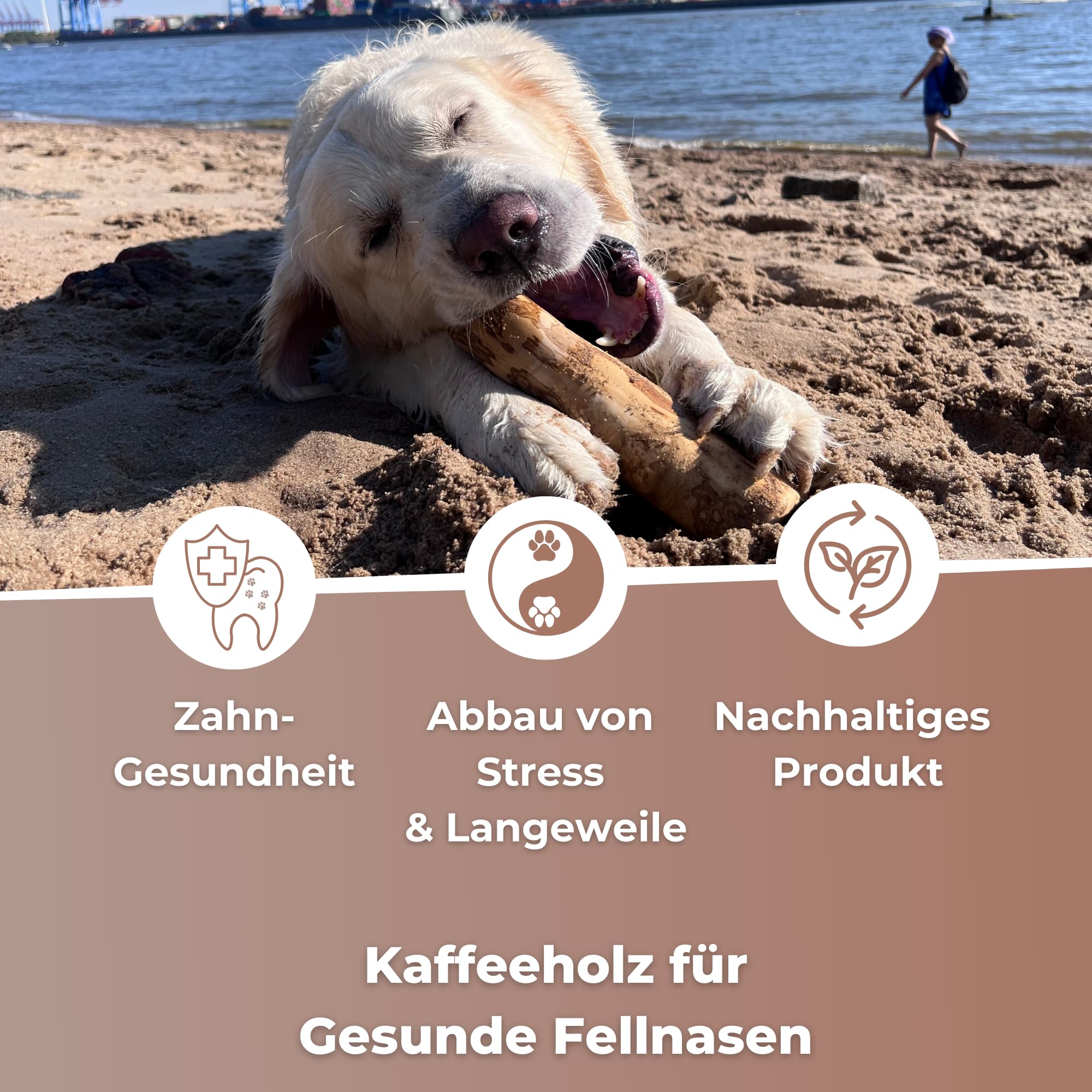 Zoys® Kaffeeholz für Hunde - Natürlicher Kauknochen für Hunde in 5 Größen - Kaustab für Zahnreinigung & Zahngesundheit & nachhaltige Beschäftigung - Hundezubehör langlebig & risikoarm (L, 3, stück)