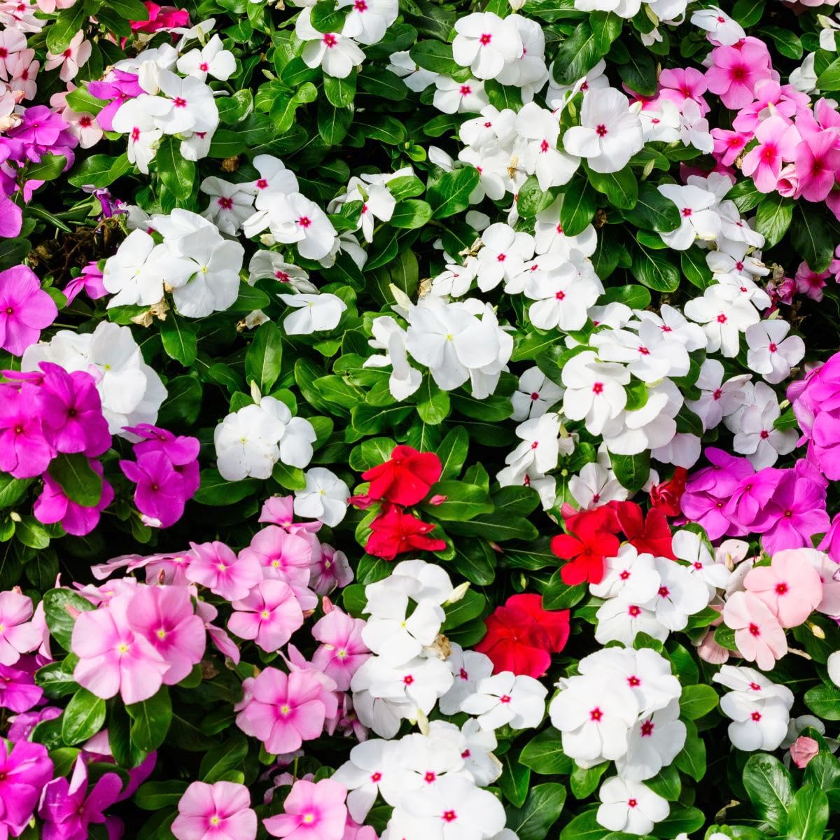 Photo 1 of 1000+Perennial Vinca Periwinkle Flower Seed for Planting-Non-GMO Heirloom Annual Ground Cover Seeds