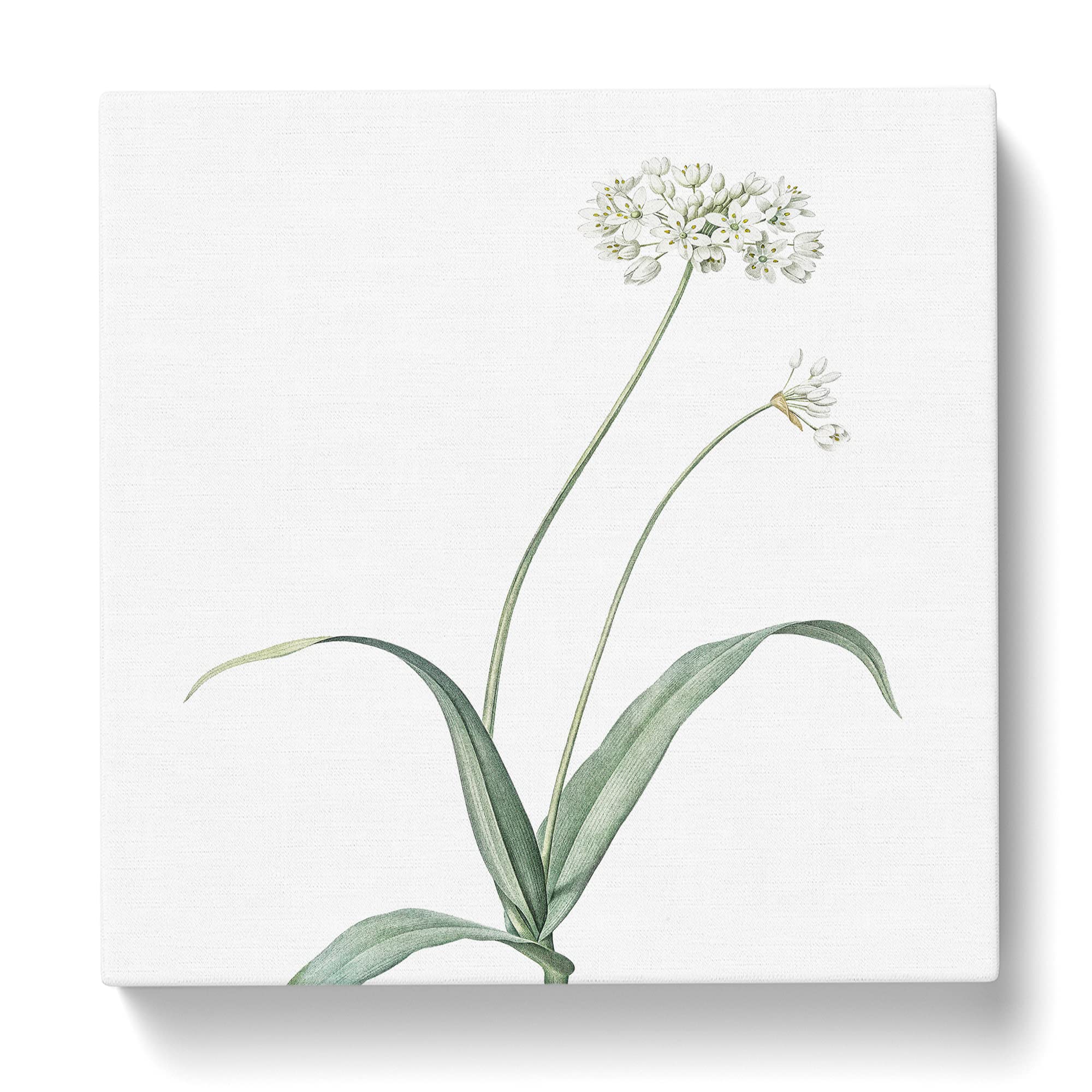 Spring Garlic Flowers by Pierre Joseph Redoute Canvas Print, Mixed, 35L x 35W cm - Image 3