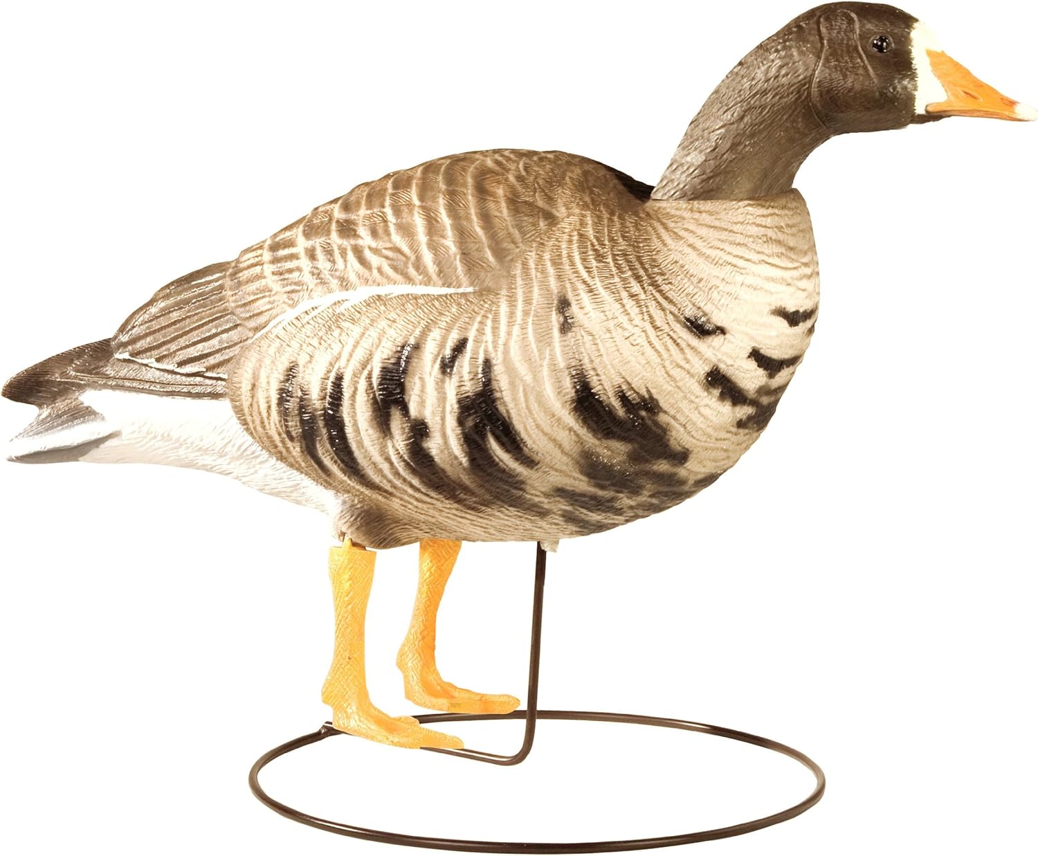 Final Approach Last Pass High Definition Speckle Belly