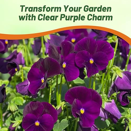 Miniatura 6 de Outsidepride Semillas de pensamiento viola púrpura transparente para plantar, 100 unidades. Flores bienales, resistentes al frío y aptas para