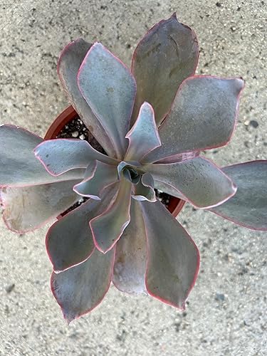 Miniatura 4 de Live Echeveria Afterglow Succulent Plant, 4 Inch Pot, Fully Rooted in Soil, Indoor Outdoor Home Office Decor and Gift Plant