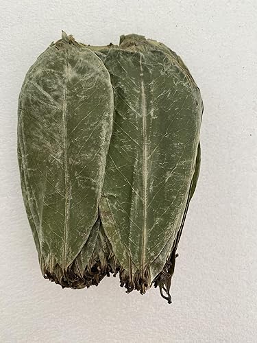 Vista 8 de Guanábana Premium Graviola Guanabana Hojas secas para té, 4.23 oz 350-400 hojas de guanábana.