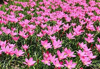 Lily　20 Amazon.com : Votaniki Zephyranthes Grandiflora Pink Rain