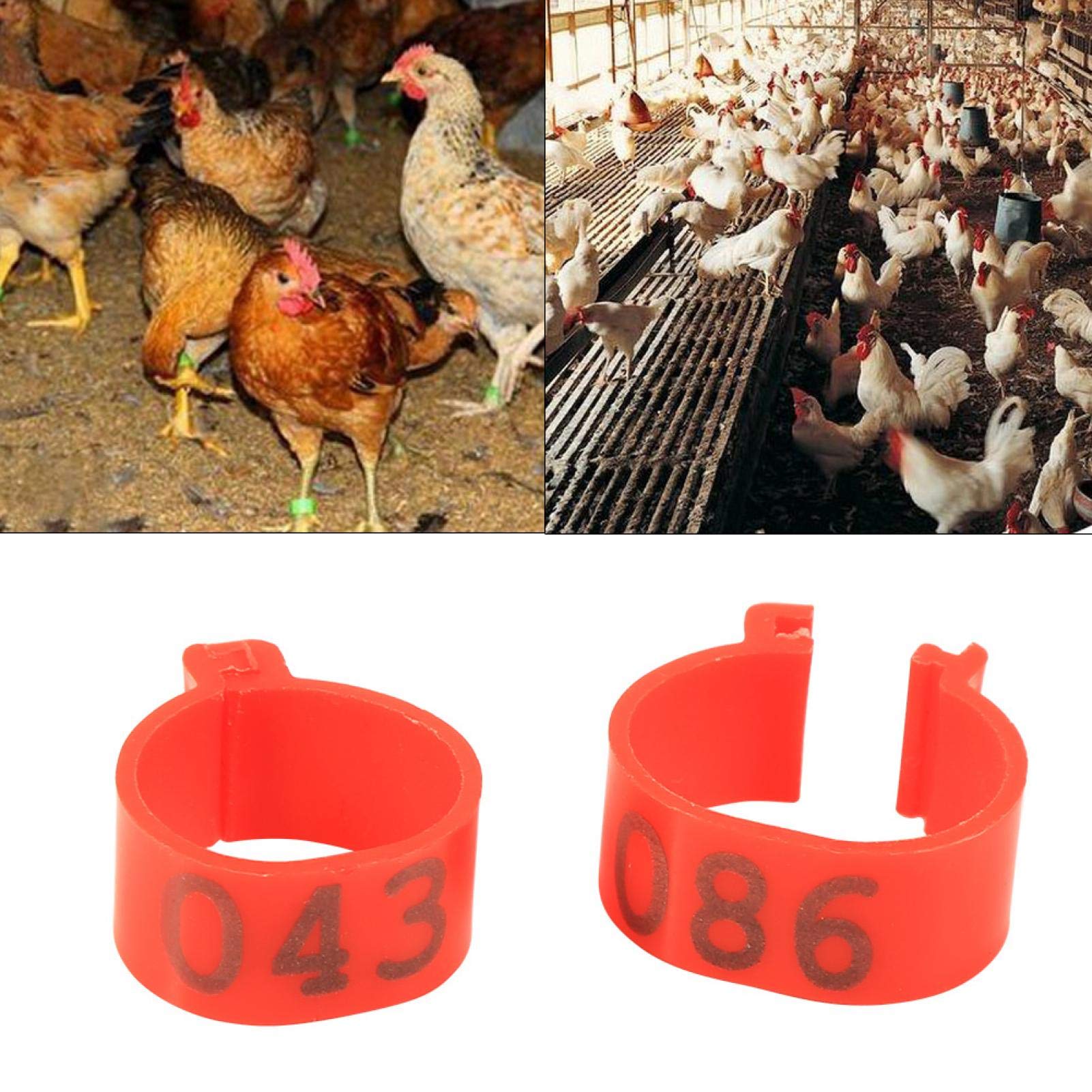 Anelli Per Pollame Numerati 001-100 - Diametro 16mm, Confezione Da 100 Pezzi | Per Galline, Anatre O Oche