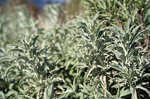 Miniatura 5 de Semillas de salvia blanca Salvia apiana  Paquete de 100 semillas de hierbas sin OMG polinizadas abiertas y sin tratar para plantar de EE UU