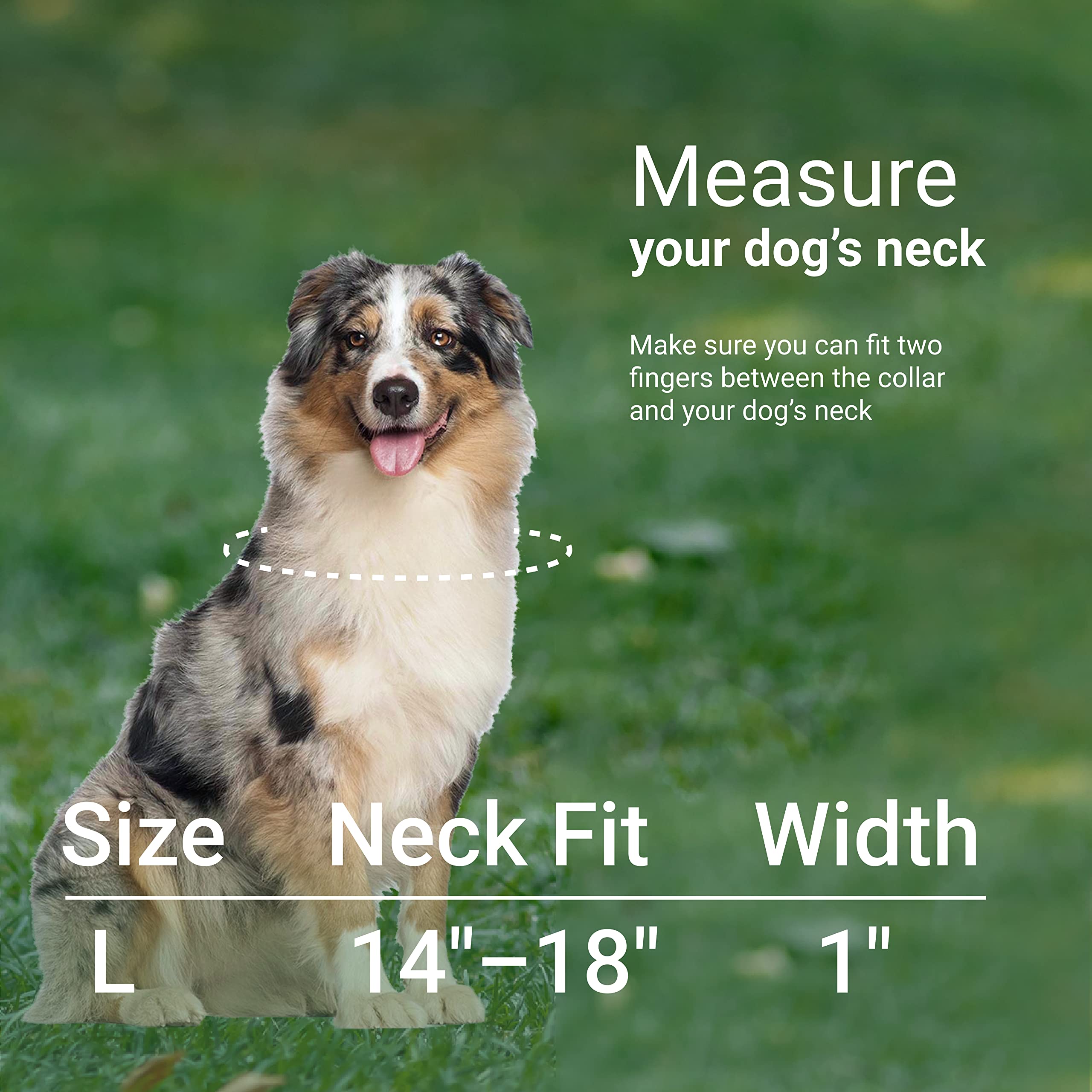 Aussie Puppy Collar Size