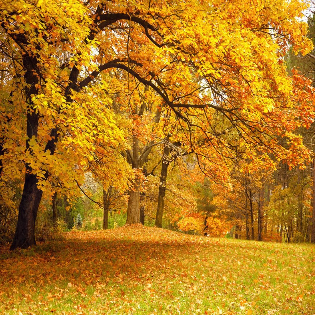 SJOLOON Autumn Backdrop Fall Backdrops for Photography Yellow Deciduous Vinyl Fall Photo Background 10750(10x10FT)