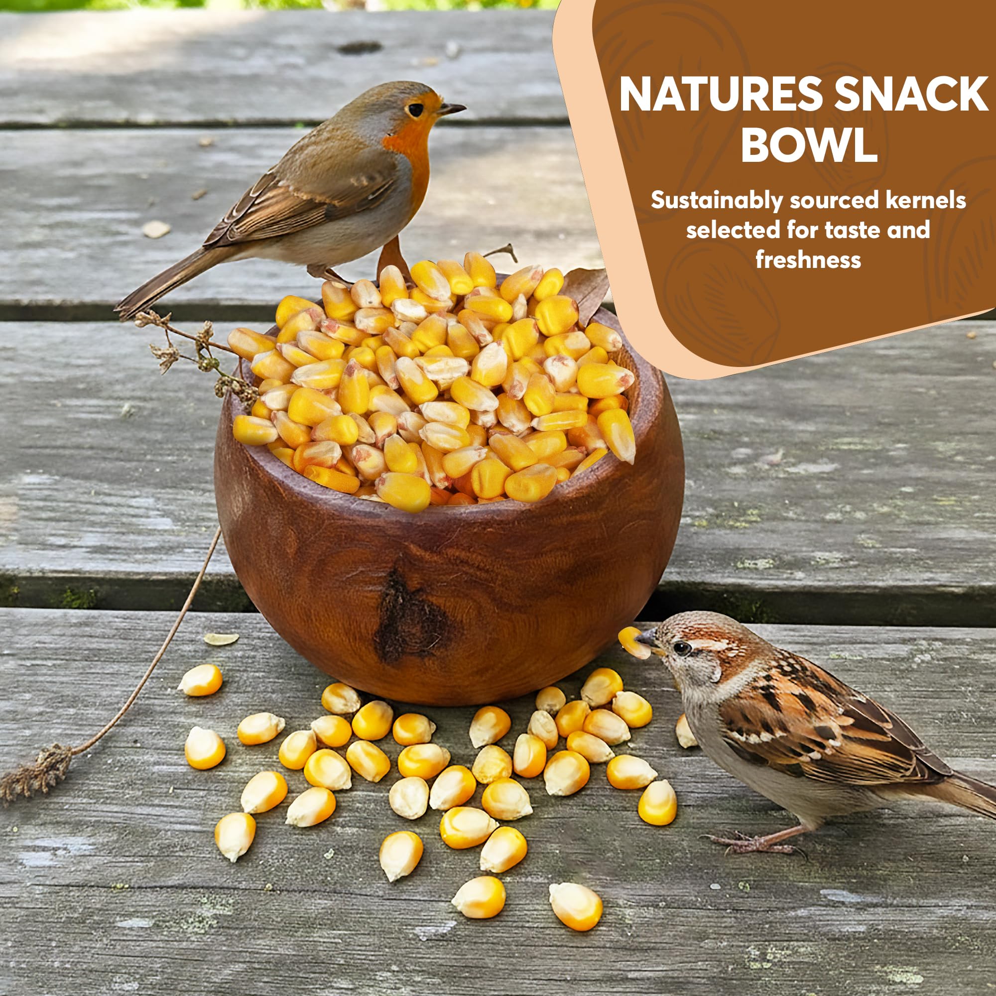 Maíz entero 10 LB - Alimento de semillas de aves y vida silvestre de primera calidad para patos, ciervos, ardillas, pollos y pavos - Maíz entero para aves silvestres - Cultivado