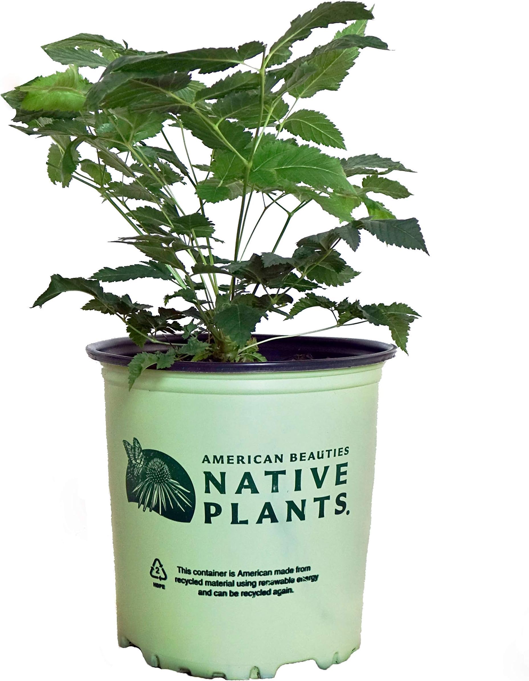 American Beauties Native Plants - Aruncus dioicus (Goats Beard, Brides Feathers) Perennial, white flowers, #2 - Size Container