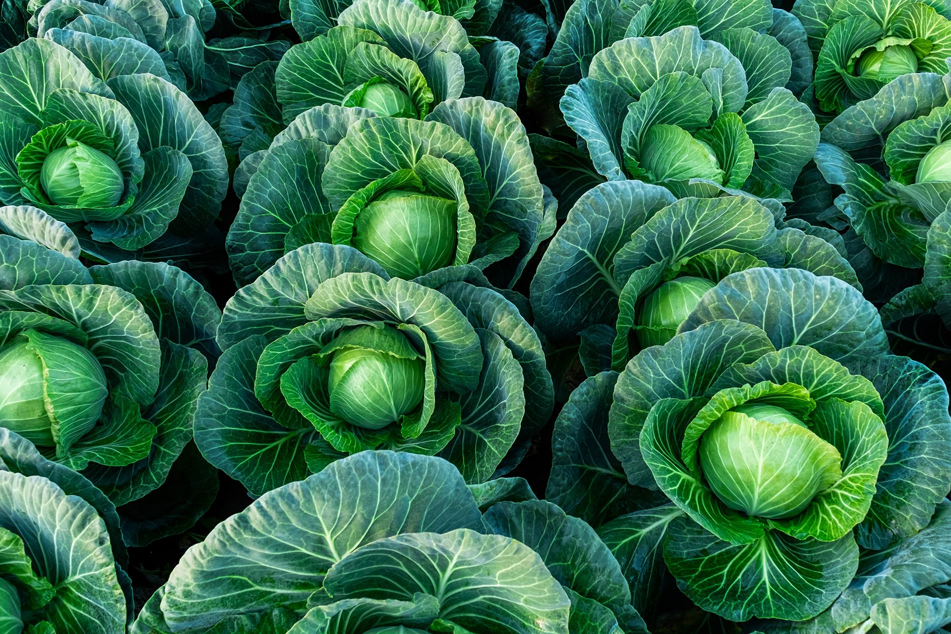 Broccoli Seeds - Grow Your Own! -20