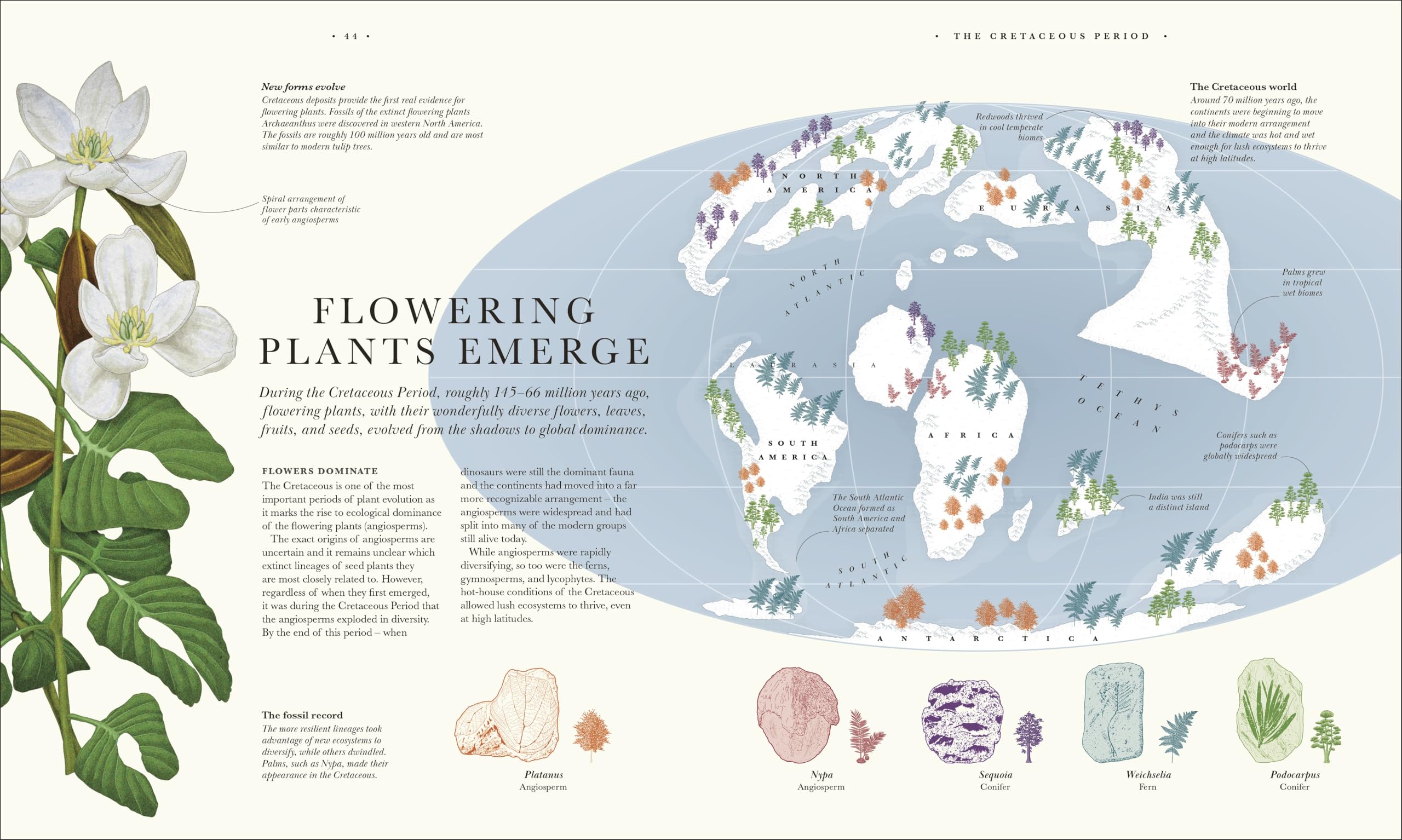 Atlas of Botany: An Exploration of Plants Across Time and Around the World
