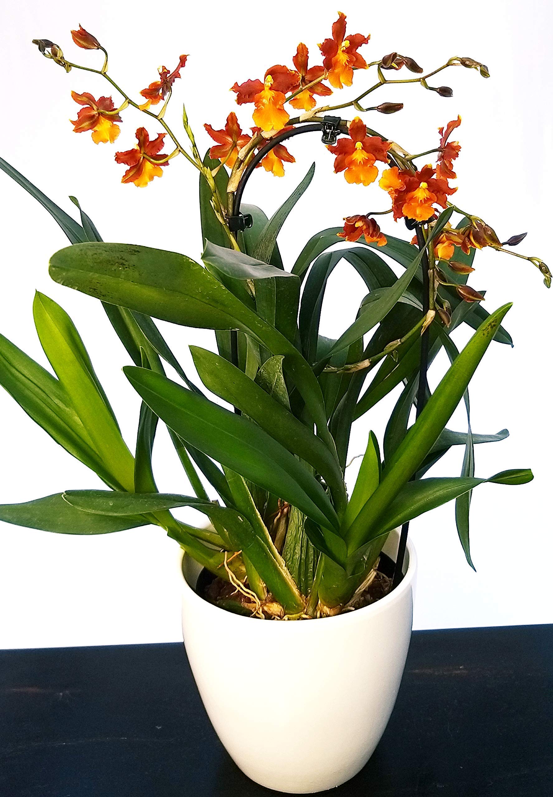 POWERS TO FLOWERS - CAMBRIA ARANCIO, ORCHIDEA IN VASO CERAMICA BIANCO, pianta vera