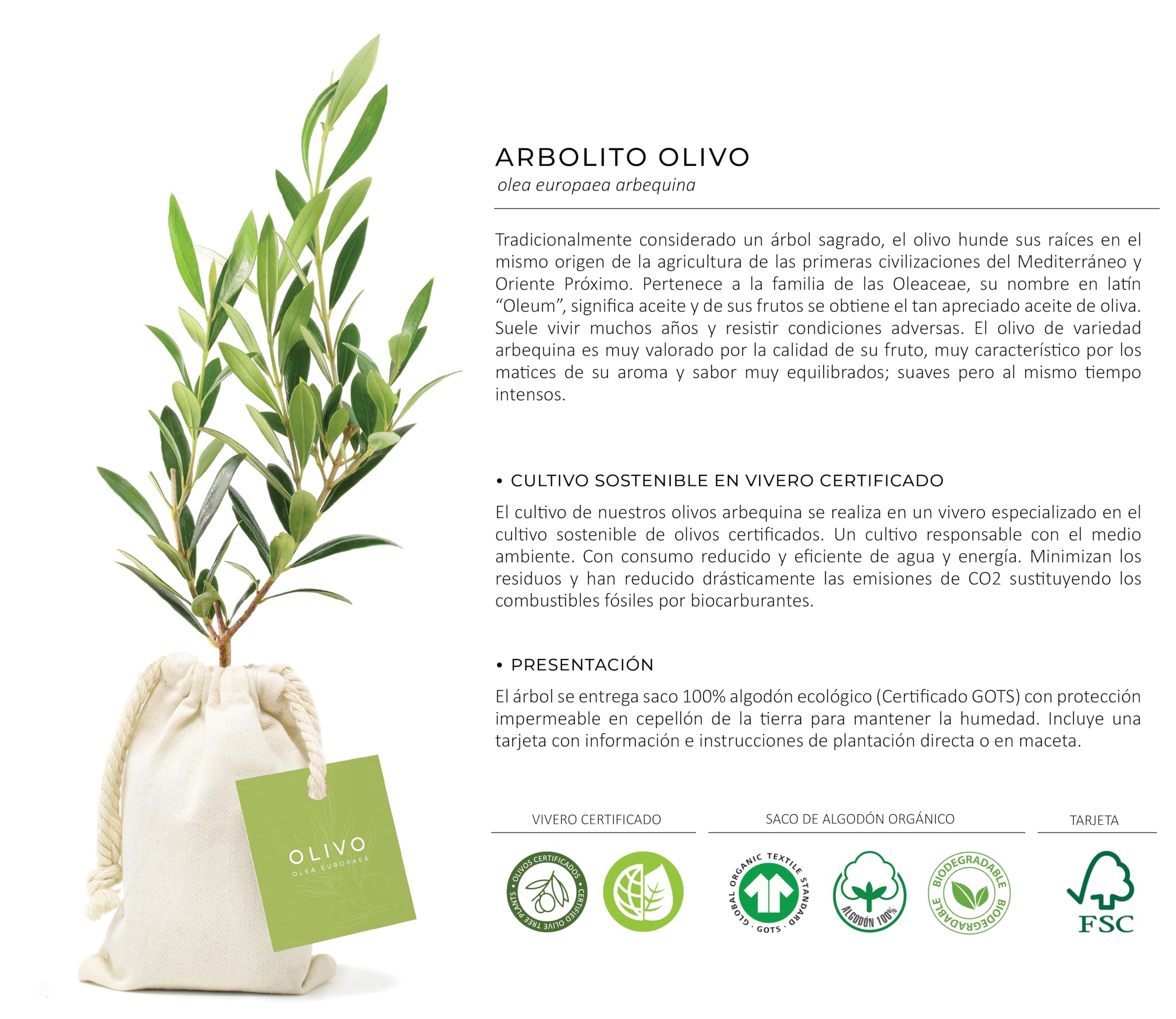 Pack de 12 Olivos Olea Europaea Arbequina en saco de saco de algodón - Árboles pequeños naturales para plantar - Regalos para invitados (Tarjeta stándard)