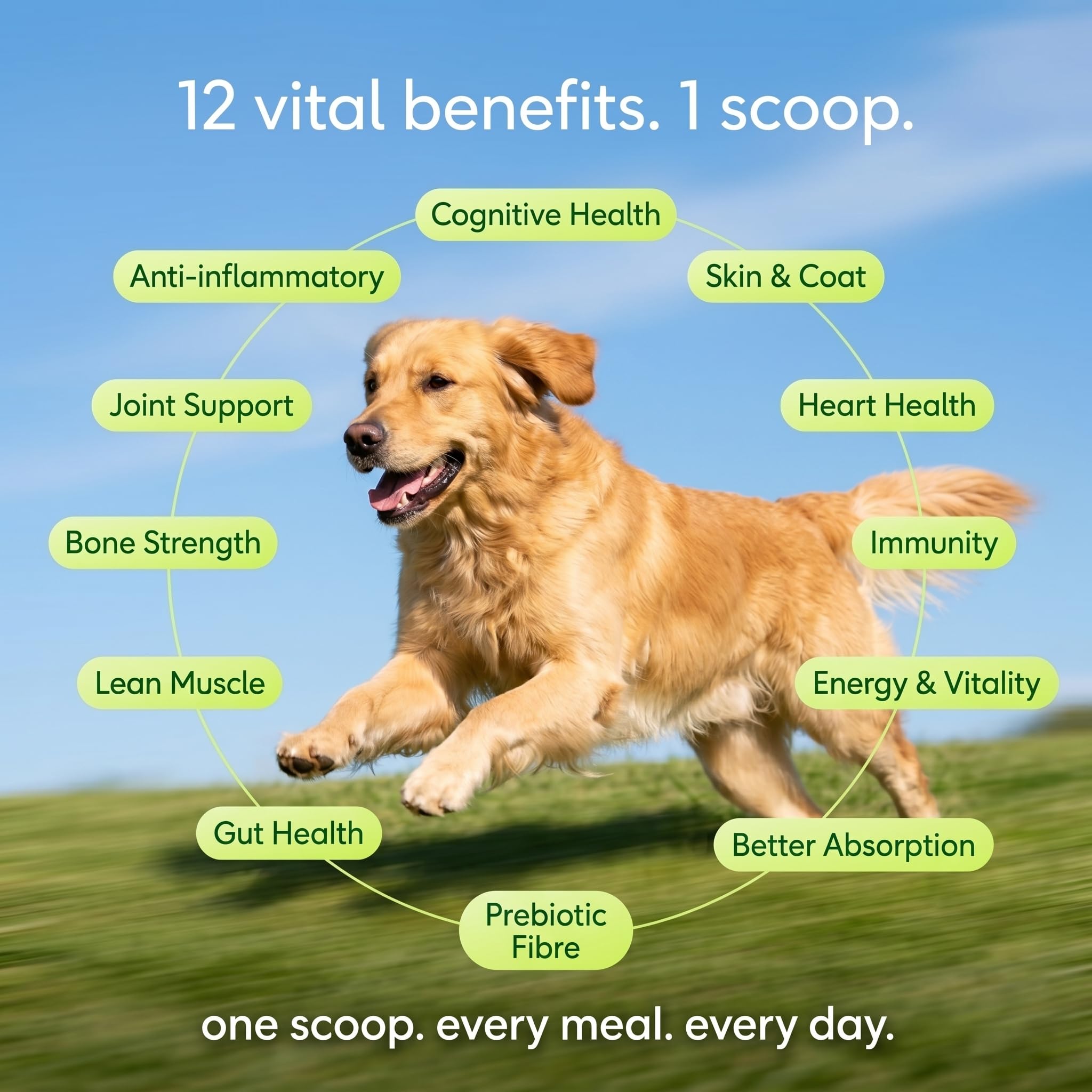 Daily Dog Supplement | Probiotics for Dogs | Supports Gut Health, Joint Health, Skin and Coat | Multivitamin | 12-in-1 Vet-Formulated | Glucosamine + Chondroitin | Omega-3 | 300g — Amazon image 2