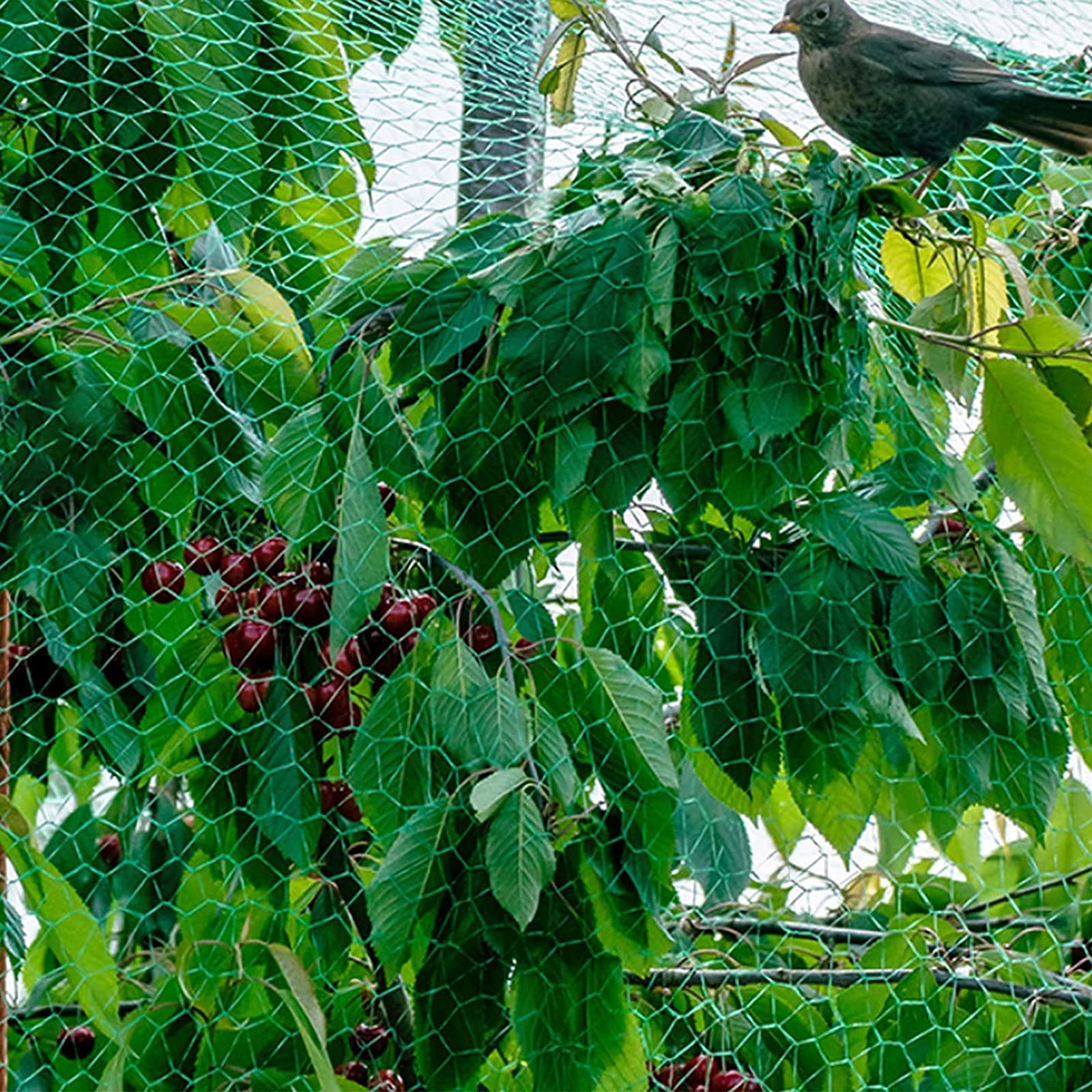 Rete per Piante Rampicanti, Rete da Giardino, Verde Rete Protezione per Piante, Stagni Frutti Larghezza Maglie 1.5 Cm per Vegetali e Frutta Rete