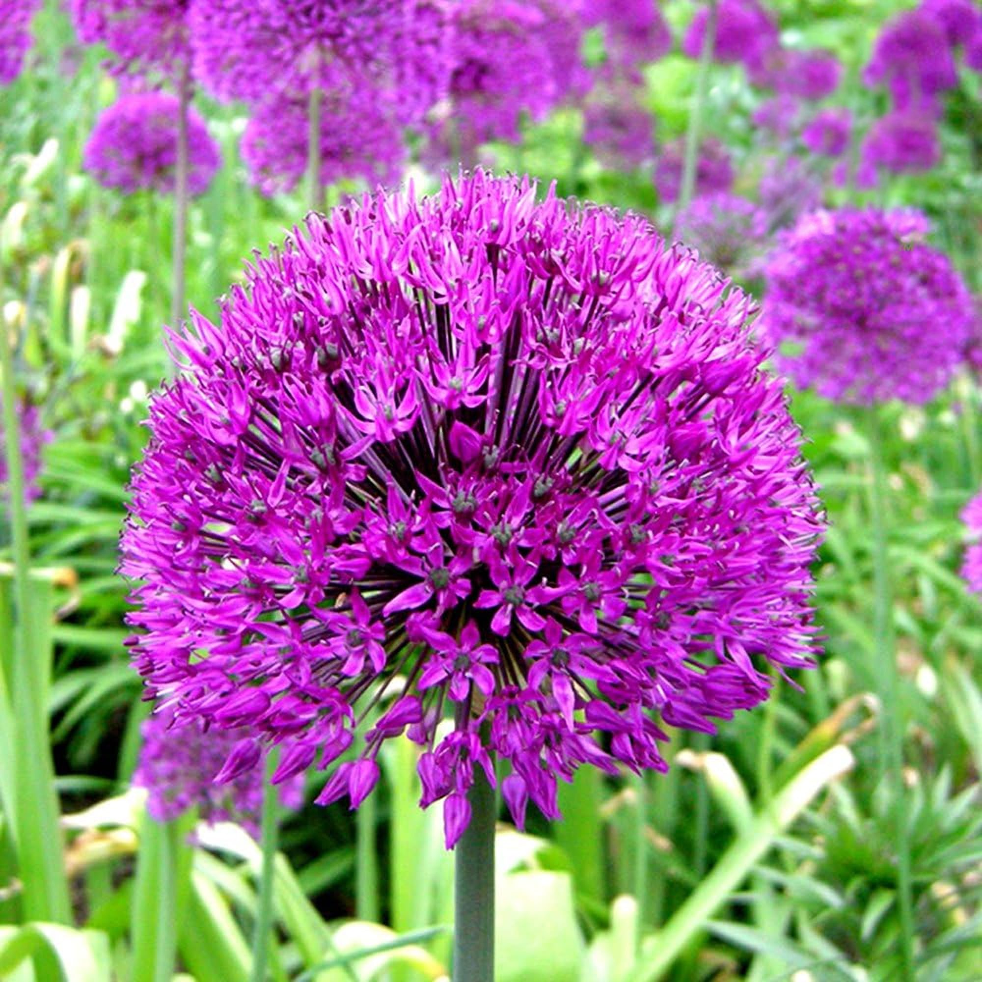 Allium Purple Sensation Dutch Garlic Spring Flowering Bulbs (10)