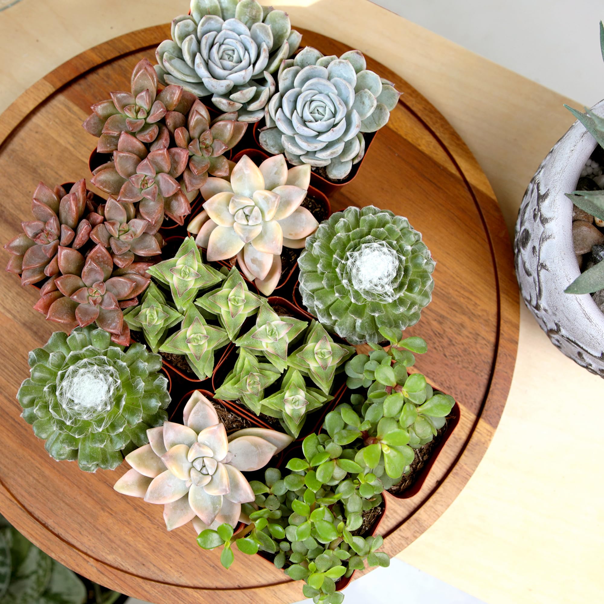Amazon.com : Succulents Plants Live (12PK) Potted Succulent Plants Live  House Plants, Cactus Plants Live Plants Indoor Plants Live Houseplants,  Indoor Plant Succulents Live Plant House Plant by Plants for Pets :