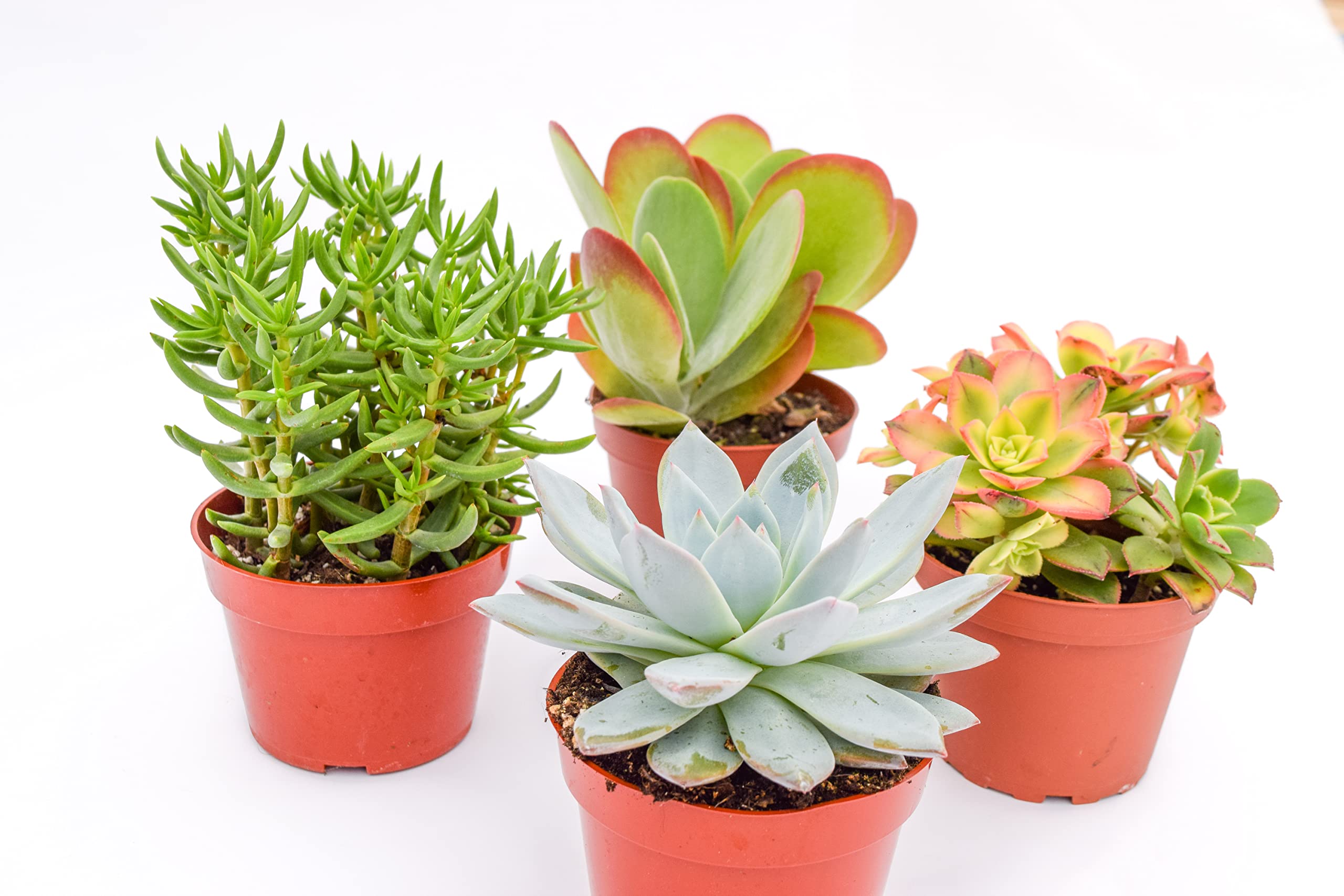 Amazon.com : Large Colorful Outdoor Succulents - Assorted 4 Inch - Live  Outdoor Succulent Plants - Large Fully Rooted Live Succulents (4) : Patio,  Lawn & Garden