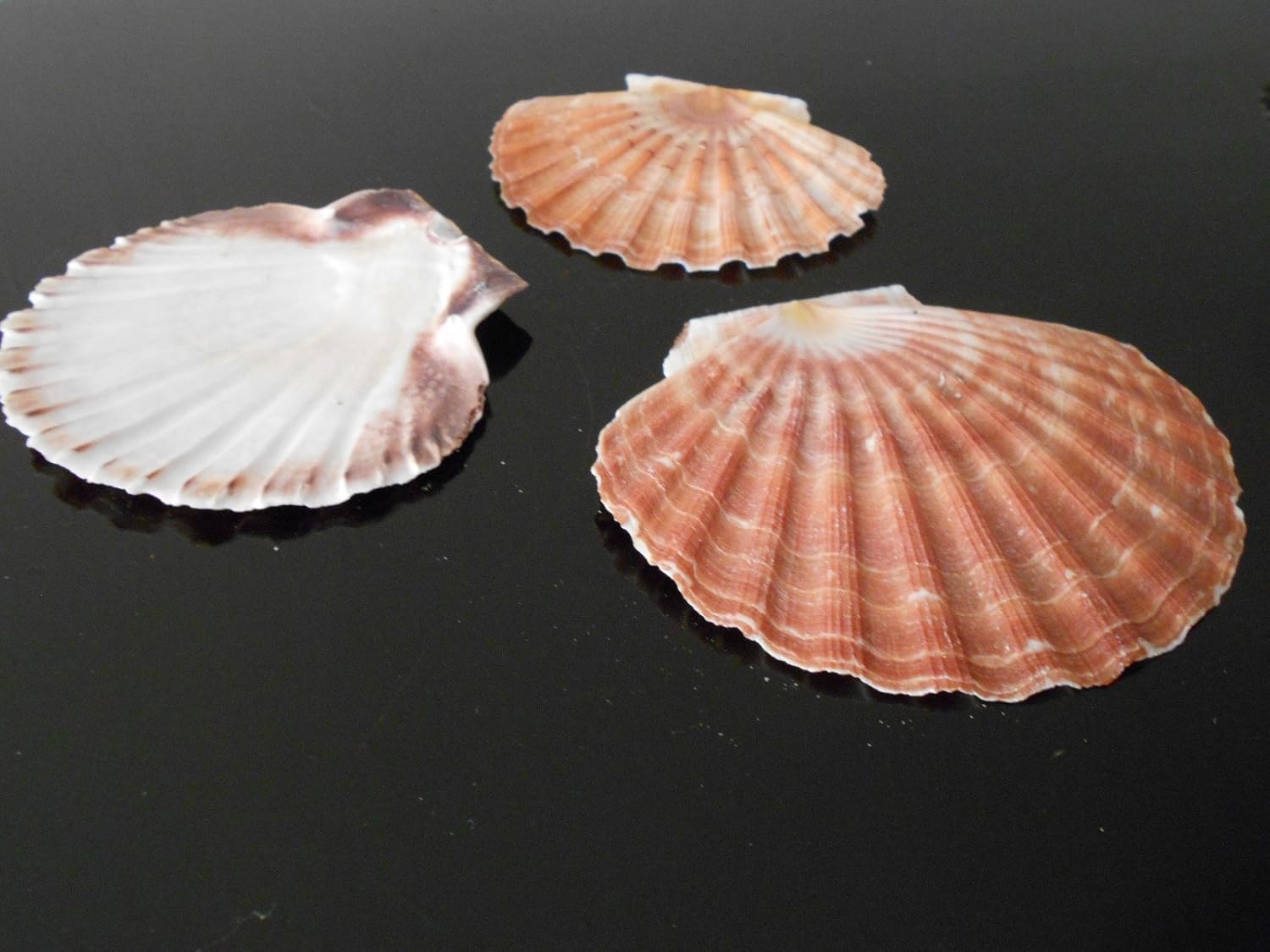 12 Irish Flat Scallops Shells Seashells 4"- 4 1/2" Crafts Beach Cottage Nautical Decor