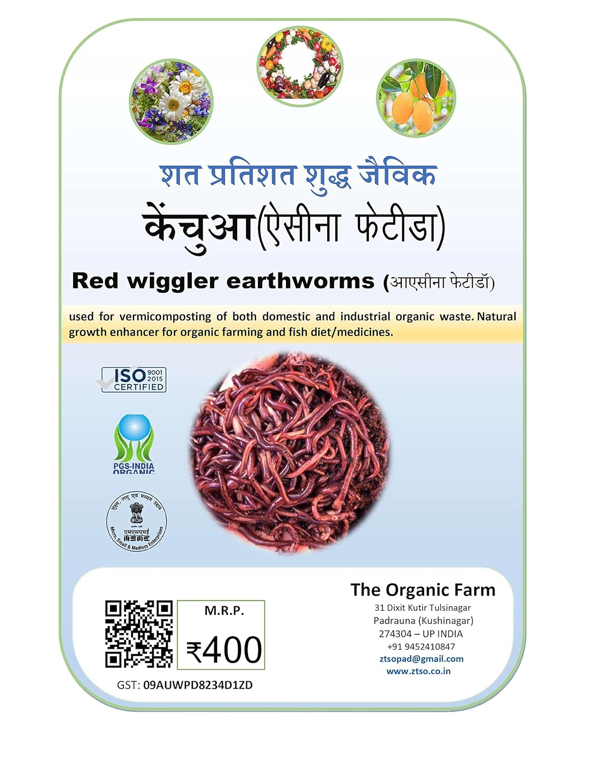Red wigglers Live Earthworms kenchua केंचुआ Eisenia fetida एसीना फेटीडॉ